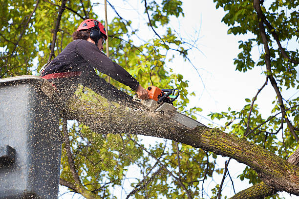 a man trimming a tree