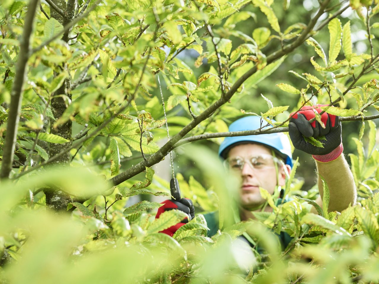 The Importance of Regular Tree Pruning | One Two Tree