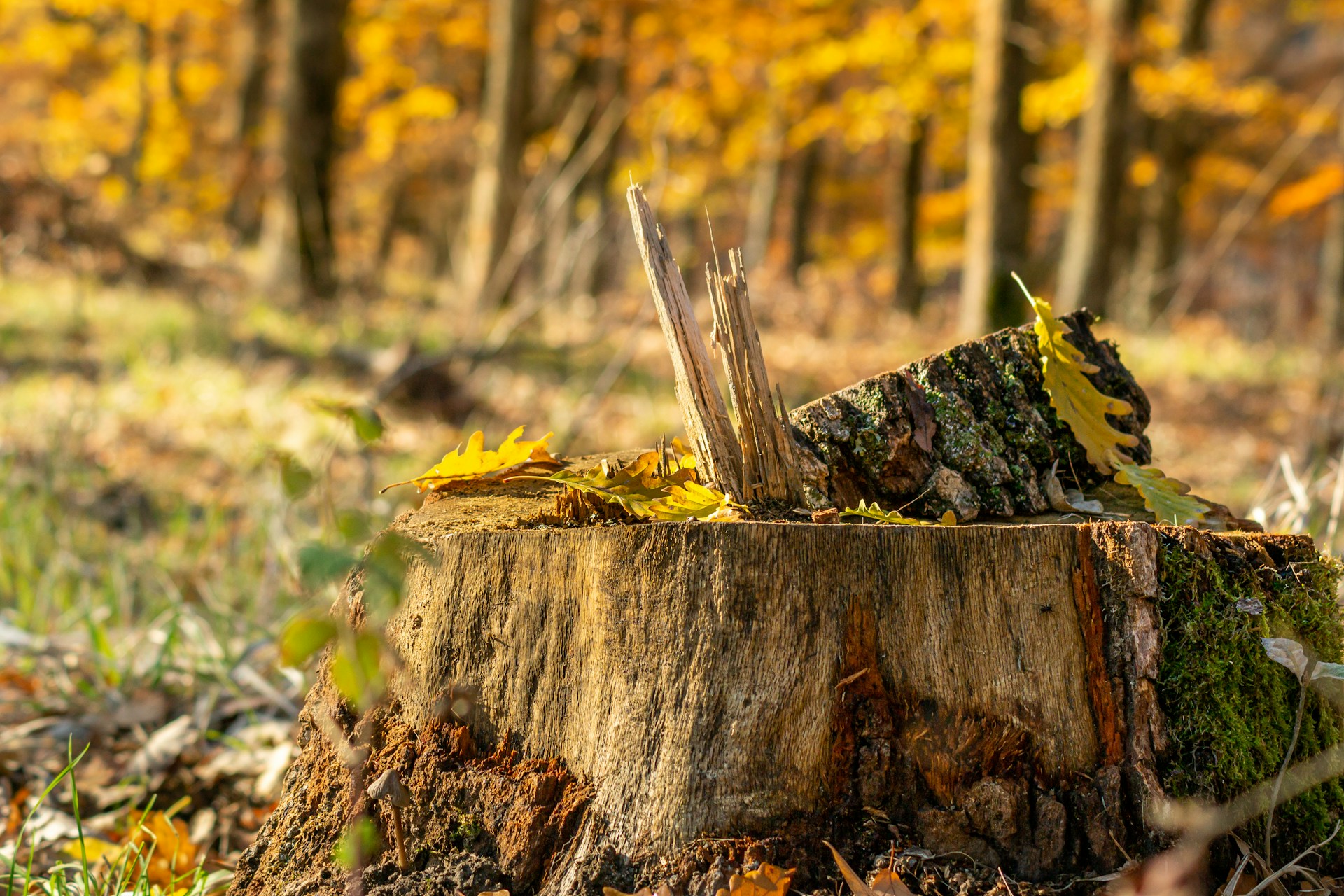 Enhance Your Landscape With Stump Grinding