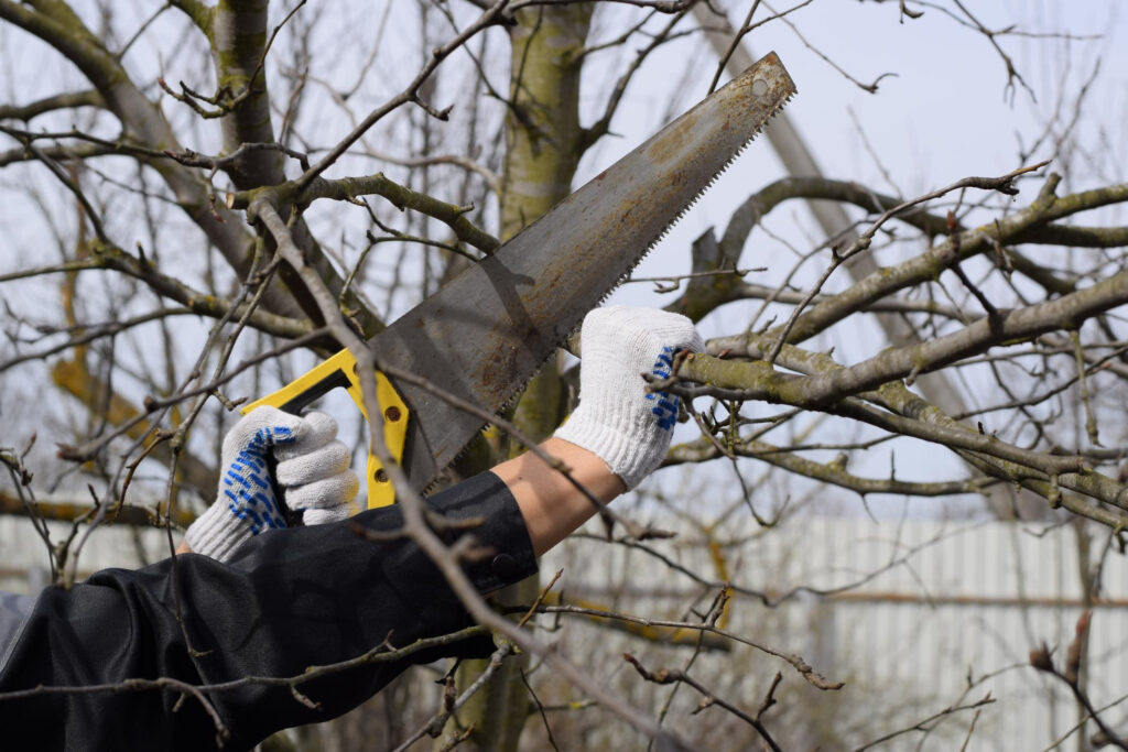 tree pruning