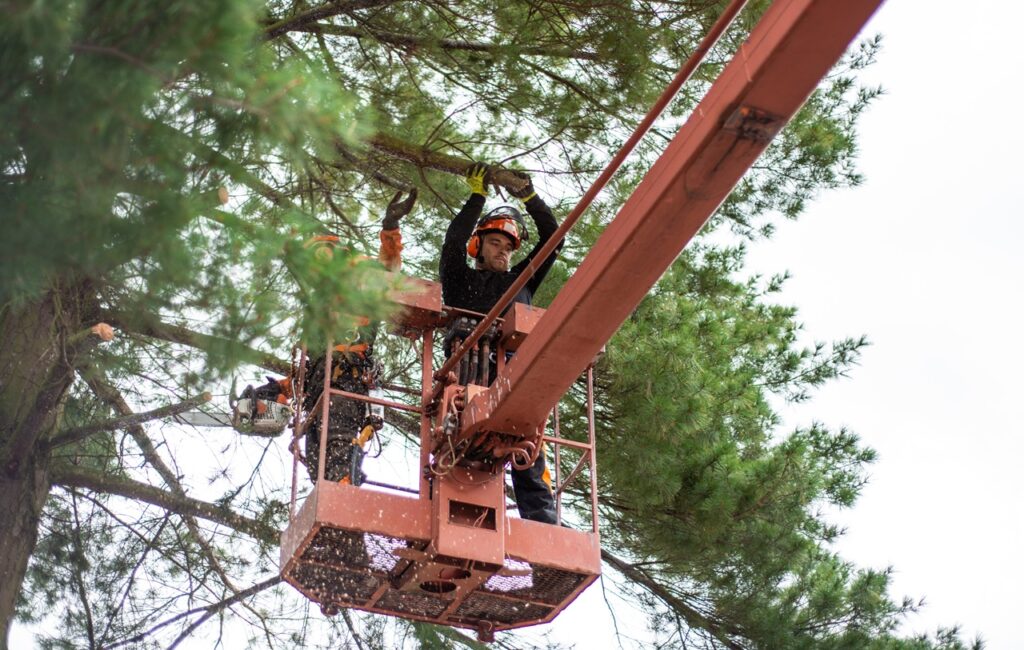 tree trimming services