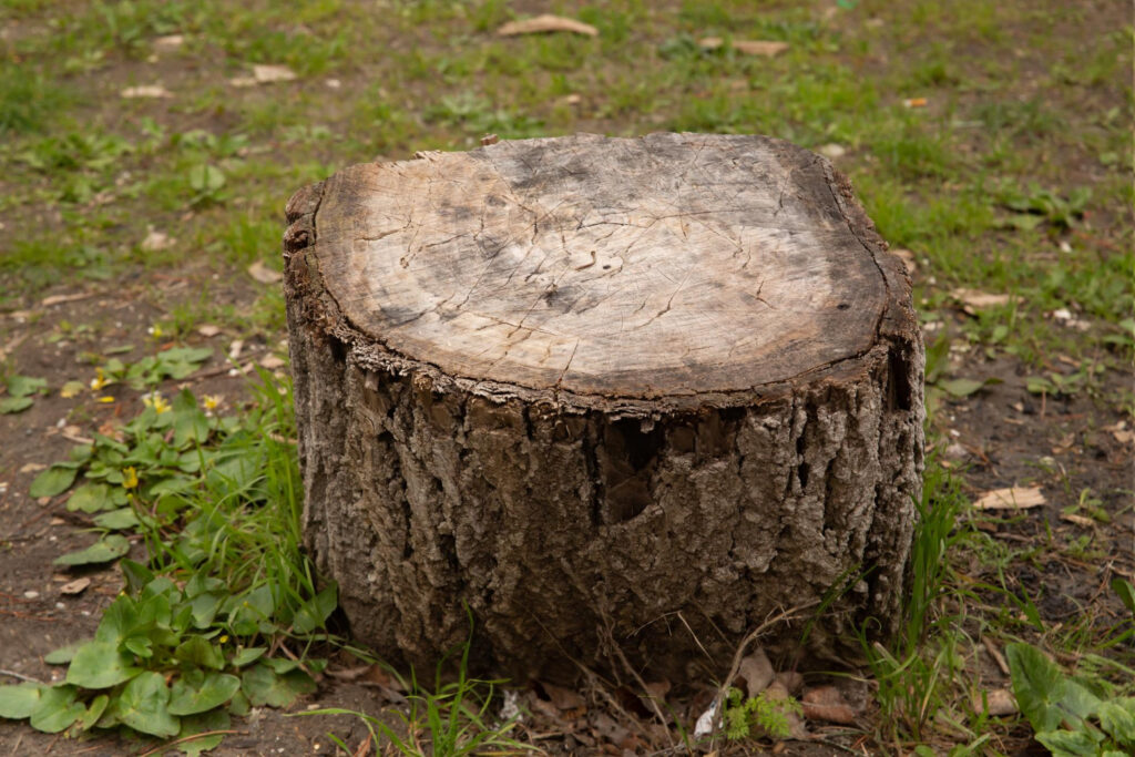 tree stump