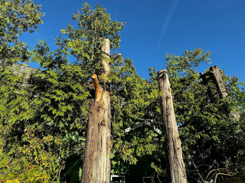 tree trimming