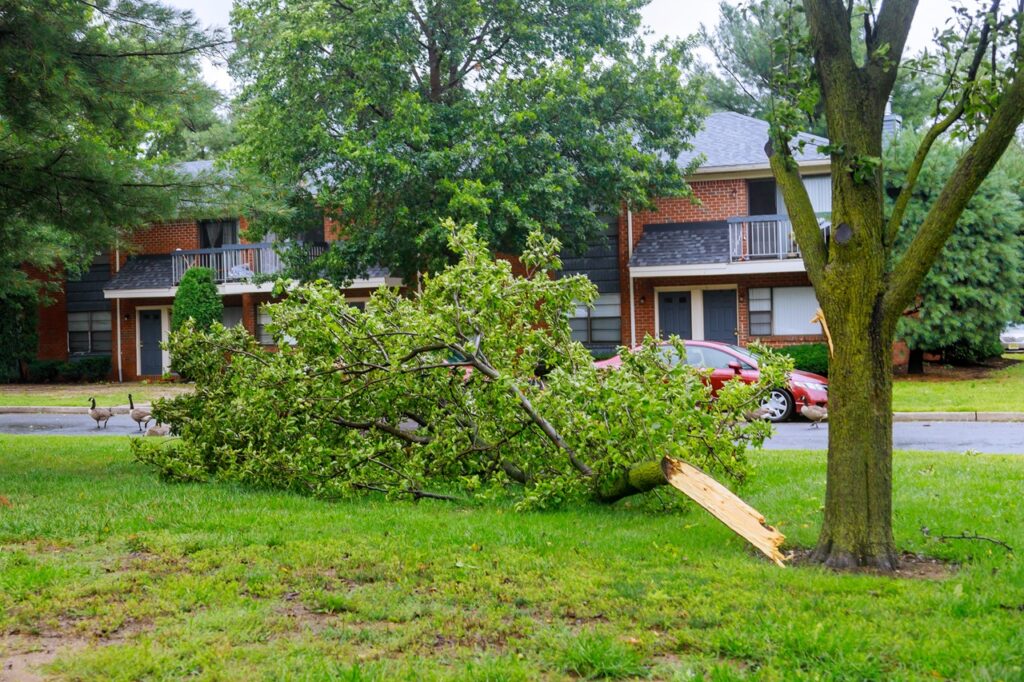 trees after storm