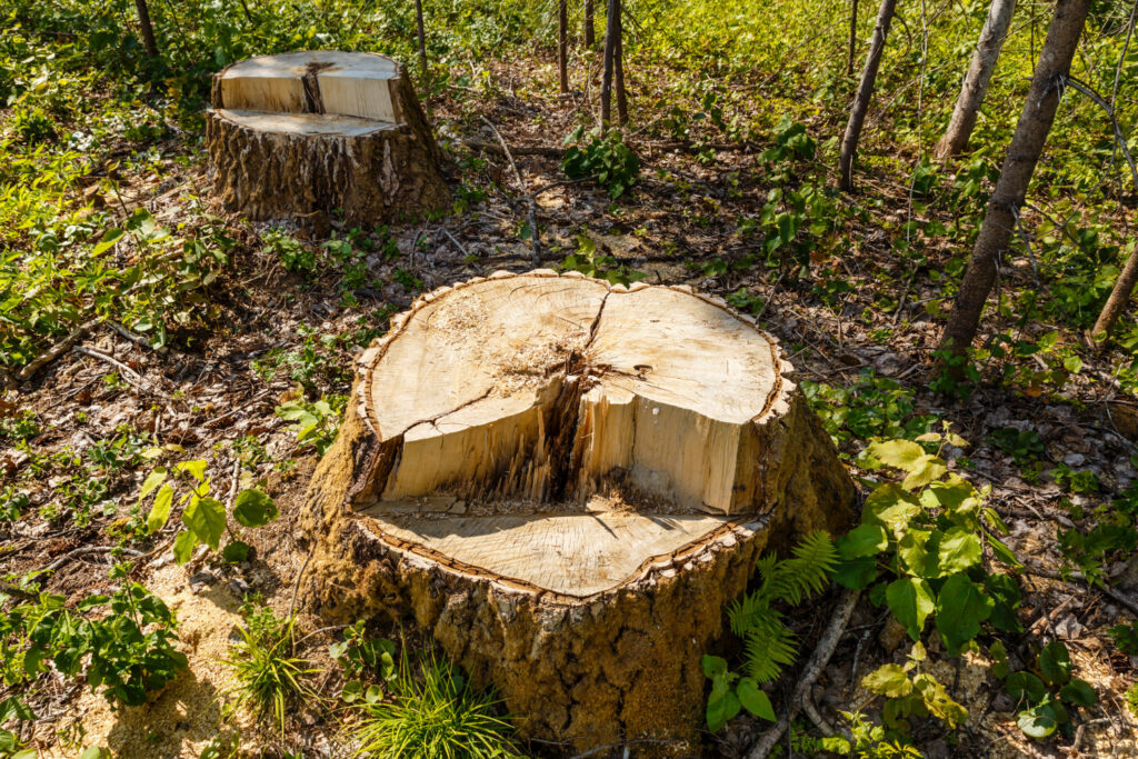 tree stump