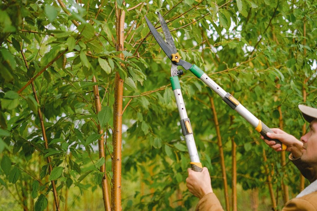 tree trimming