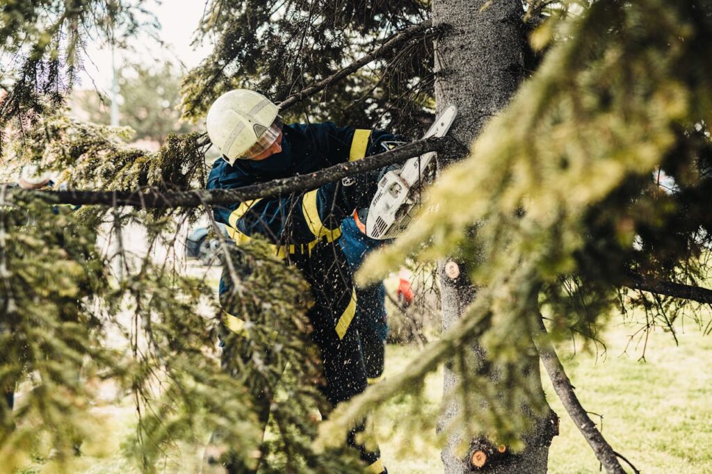 tree trimming