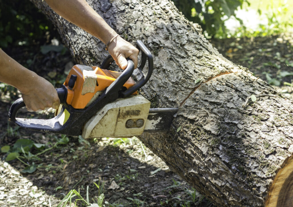 tree removal