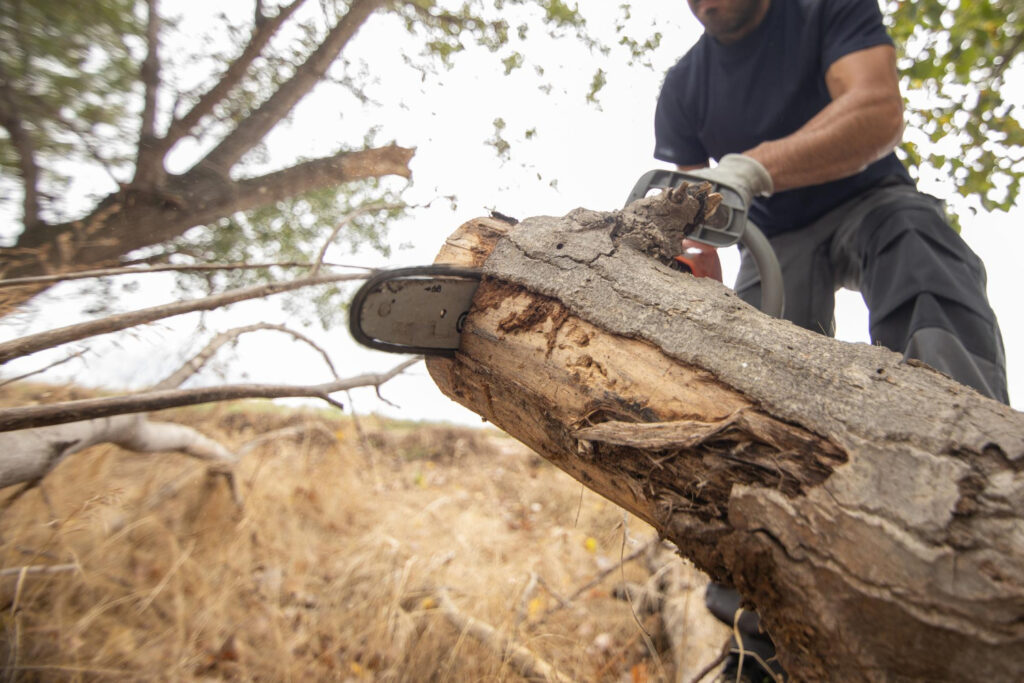 Remove a Tree Safely