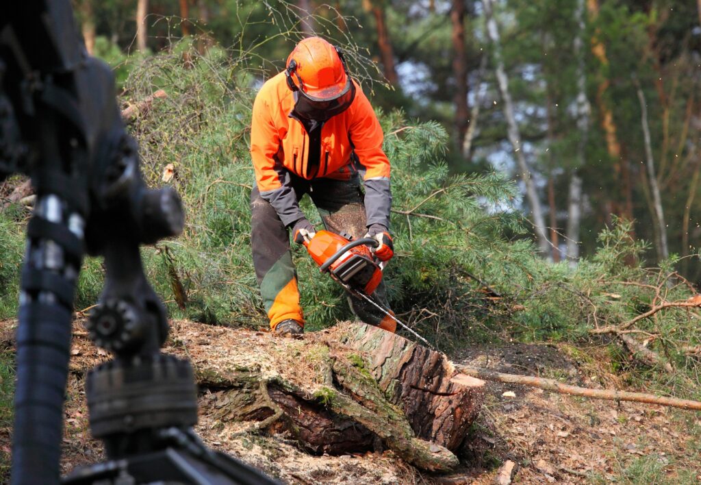 tree removal