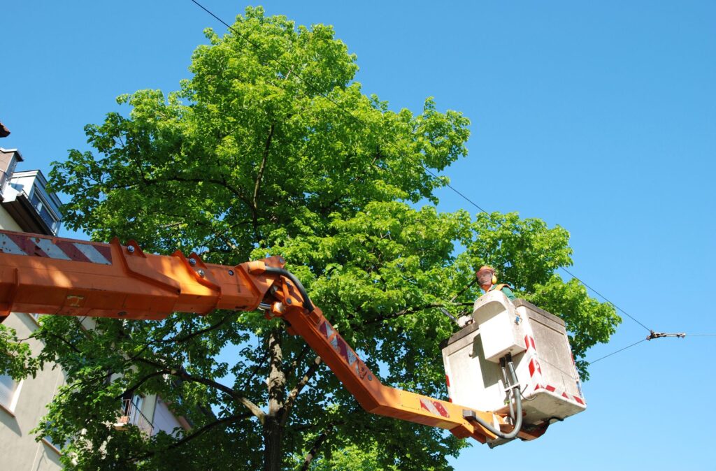 tree trimming