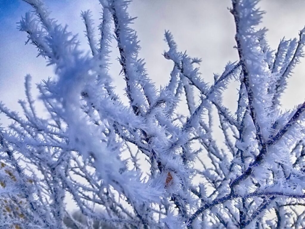 winter tree