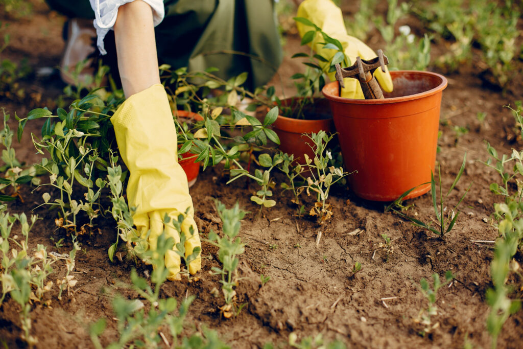 Spring Planting