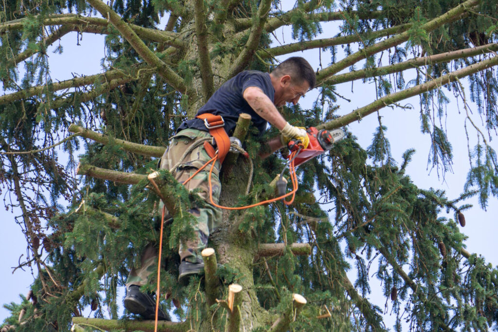 Tree Needs Trimming