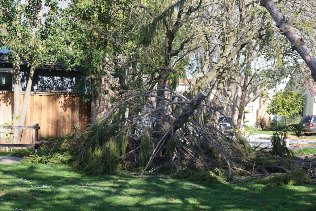 Yard Debris After a Storm