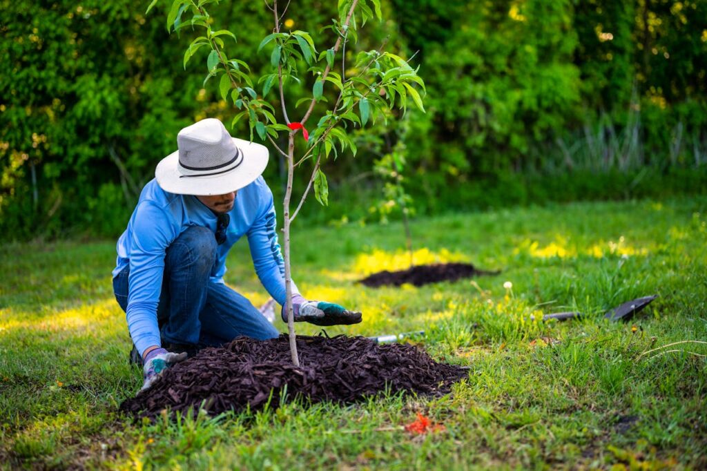 Mulching Trees