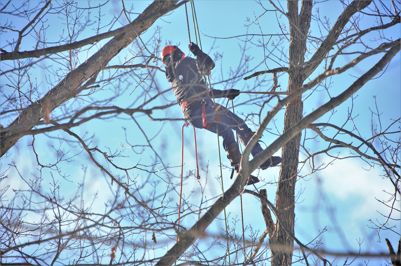 Tree health expertise