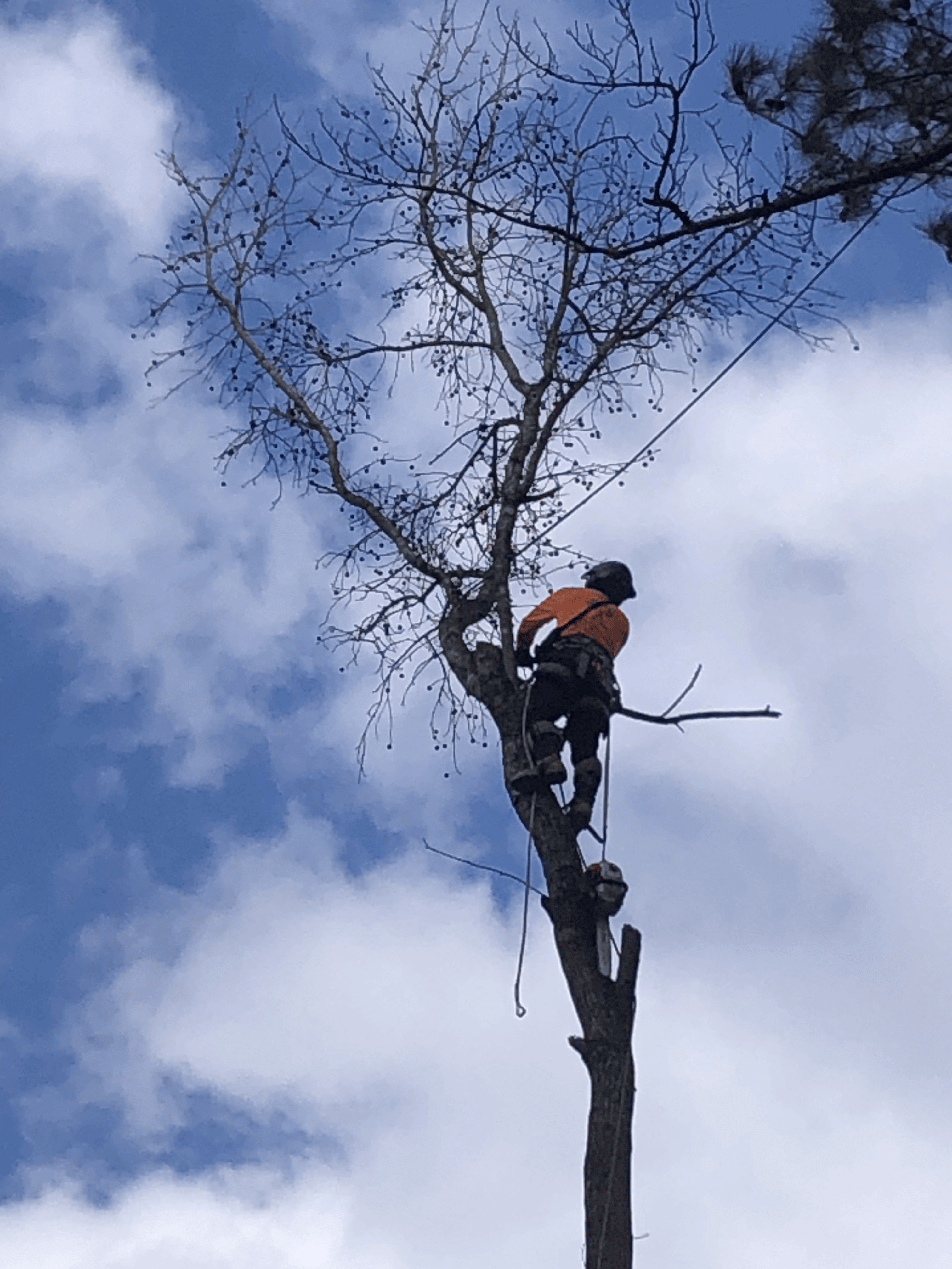 Safe tree removal